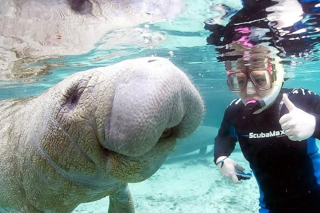 3-hour-swim-with-manatees-in-florida_1